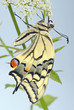 Photo: Swallowtail on umbellifera Swallowtail on umbellifera