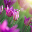 Photo: Close up photo of pink tulips with sun beam Close up photo of pink tulips with sun beam