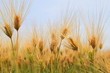 大麦　wheat