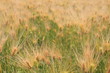 大麦　wheat