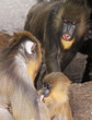 mandrill family