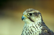 Falke, Portrait