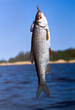 Successful fishing on the river. It is now caught roach