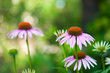 Echinacea