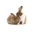 Two adorable rabbits Two adorable rabbits