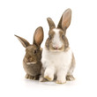 Two adorable rabbits Two adorable rabbits