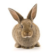 Adorable rabbit isolated on white Adorable rabbit isolated on white