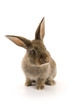 Adorable rabbit isolated on white Adorable rabbit isolated on white