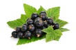 Blätter, Beeren