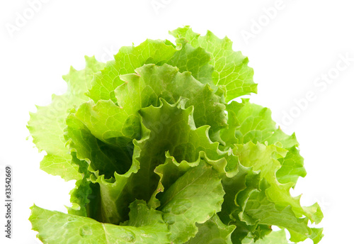 Photo: lettuce leaves lettuce leaves