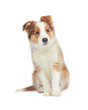 border collie puppy