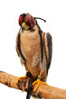 Bussard
