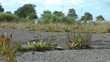 Gras wird niedergetreten