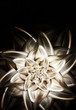 metal lily