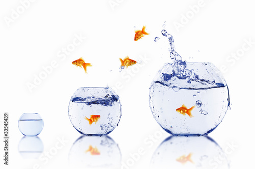 Foto: gold fish in a fishbowl gold fish in a fishbowl
