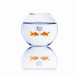 gold fish in love gold fish in love