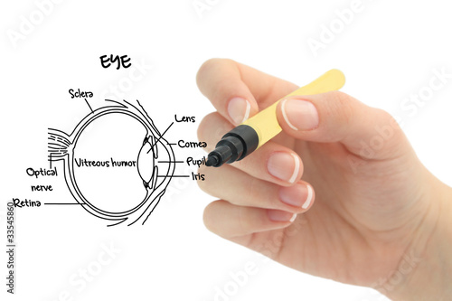 Photo: eye anatomy eye anatomy