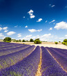 Lavande Provence France / lavender field in Provence, France