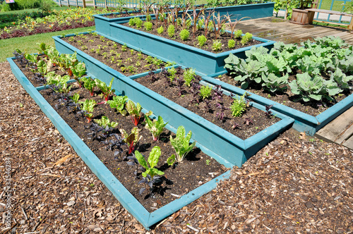 Photo: vegetable garden vegetable garden