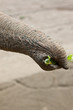 Asiatischer Elefant (Elephas maximus)