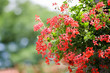 Geranium flower hanging in garden Geranium flower hanging in garden
