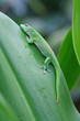 Green gecko