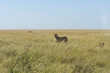 Lions du Serengeti