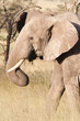 elephants