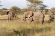 elephants