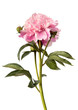 Pink peony