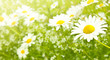 White daisy flowers