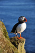 Puffin on a grassy cliff, Latrabjarg, north Iceland