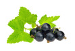 Johannisbeere schwarz freigestellt - black currant isolated 01
