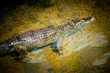 resting crocodile