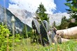 Wanderschuhe im hohen Gras Wanderschuhe im hohen Gras