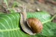snail
