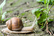 snail