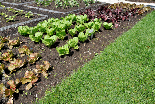 Photo: Lettuce Plants Lettuce Plants