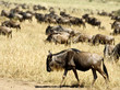 wildebeest Masai mara Kenya