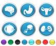 human body organs,each color icon is set on a different layer human body organs,each color icon is set on a different layer