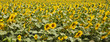 coltivazione di girasoli