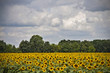 coltivazione di girasoli
