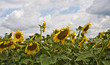 coltivazione di girasoli