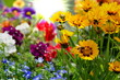 Blumenbeet