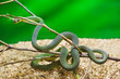 Green snake in terrarium
