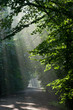 Ground road crossing old deciduous forest Ground road crossing old deciduous forest