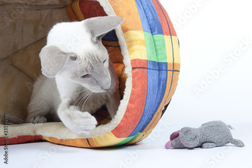 Photo: instinct de chasse du jeune chat. young cat hunting instinct de chasse du jeune chat. young cat hunting