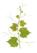 Grape vine