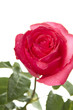 Single Red Rose