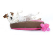 chiot allongé et roulant sur son tapis chiot allongé et roulant sur son tapis